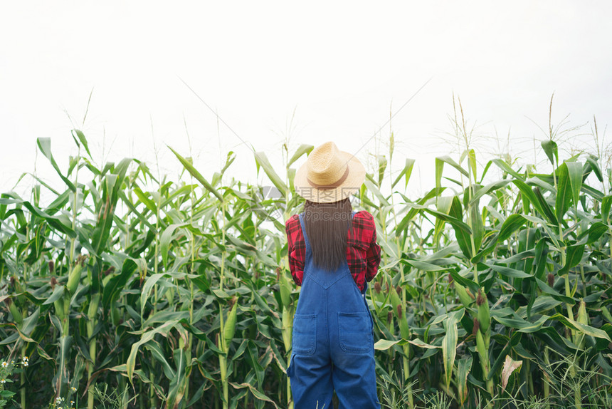 快乐的农民在玉米田里摆姿势，丰收时节图片