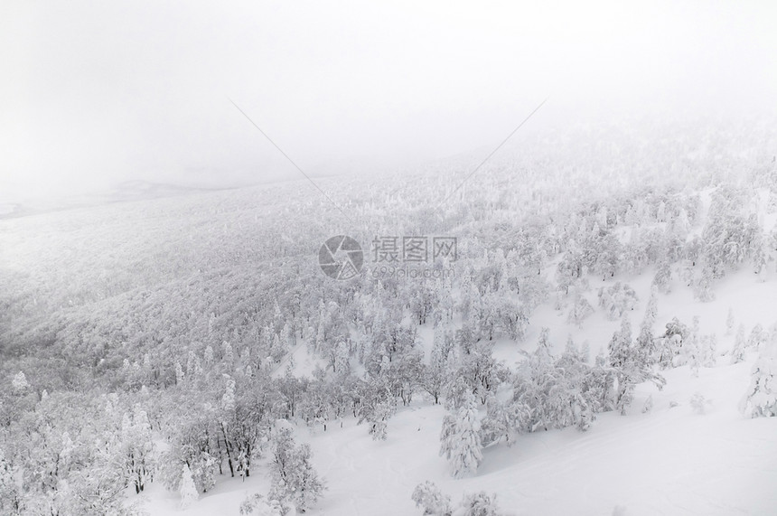 冬季森林的白雪覆盖松林图片