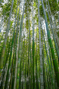 荒山竹林在佐加诺京都日本荒山竹林京都日本图片