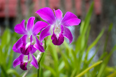 花园中美丽的紫兰花卉背景选择焦点背景图片