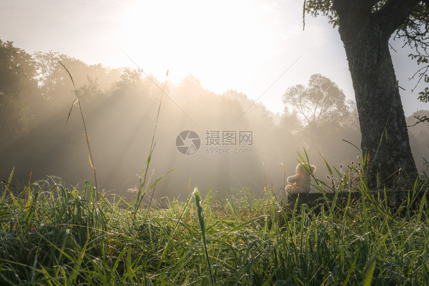 在一棵树下面的木板凳上带着一个小玩具环绕着绿高的青草和一片森林图片