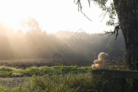 自然的美丽主题形象泰迪熊玩具独自坐在老木板凳上高树下图片