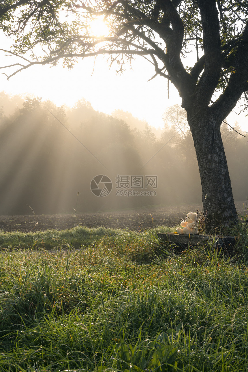 迷人的早晨和一只泰迪熊坐在木凳上一棵大树下周围是高草和一片被阳光淋浴的森林图片