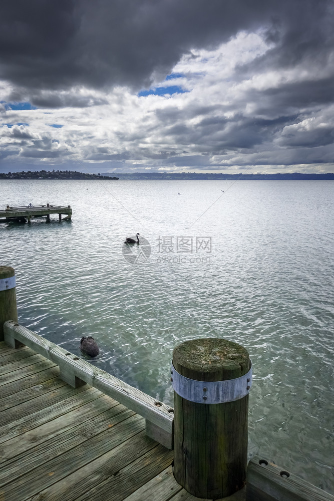 新西兰的旋轮湖上天鹅和木头码图片