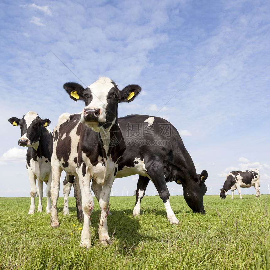 奶牛在草地上放牧图片