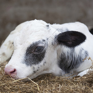 可爱黑白小牛躺在谷仓的稻草里图片
