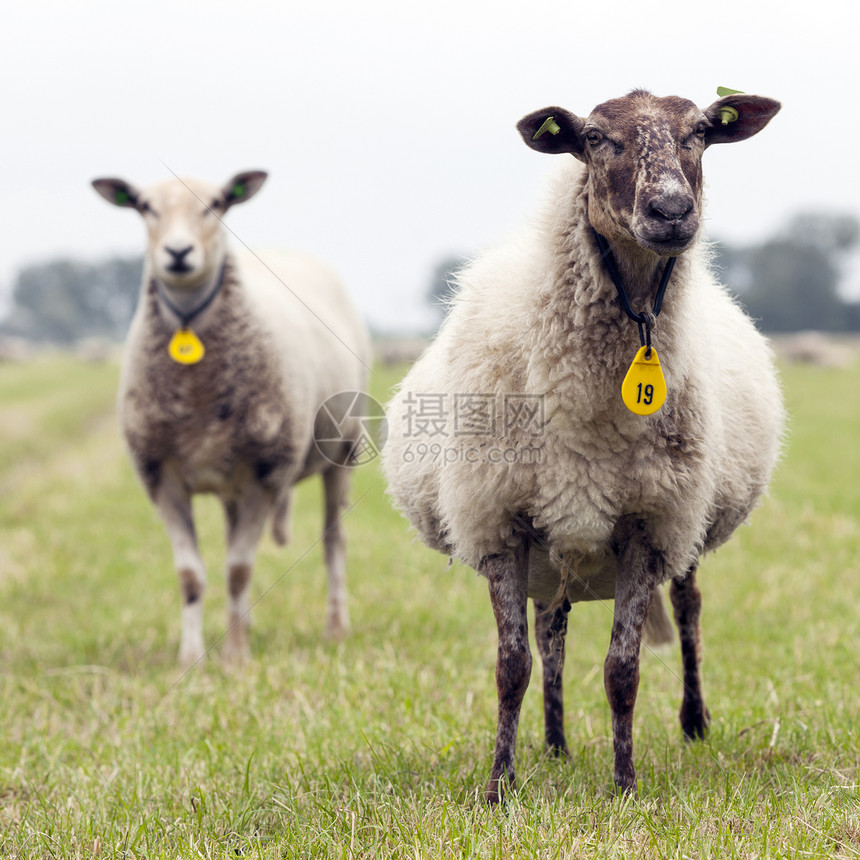 在一个绿色草地的肥羊夏日草原上图片