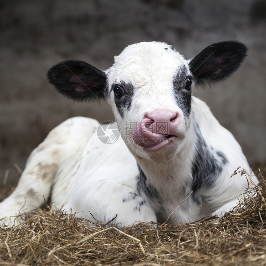 可爱黑白小牛躺在谷仓的稻草里图片