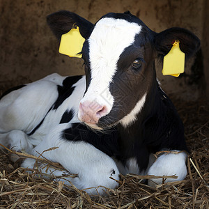 年轻可爱的黑白小牛躺在稻草里看起来警年轻可爱的小牛躺在稻草里图片