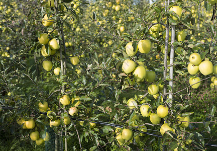 在收割期间内地的蓝天下在黄空杜沙果园中的黄美味果苹图片