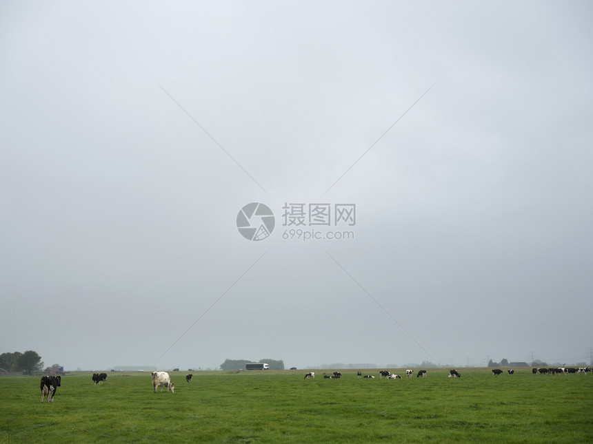 绿草地景观黑白荷尔斯坦牛位于荷兰河以北的希腊城市部图片