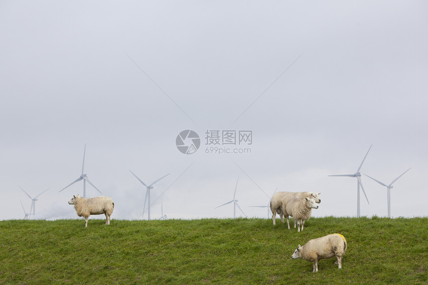 绿草堤坝和风力涡轮机其背景在北部省中在尼黑地带的羊群附近图片