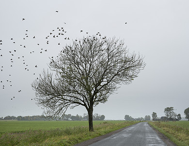 在秋天的雨杜特奇省荒漠的绿草地之间带羊群麻雀的乡村公路和树上图片