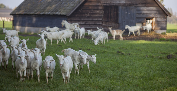 白切羊动物可爱的高清图片