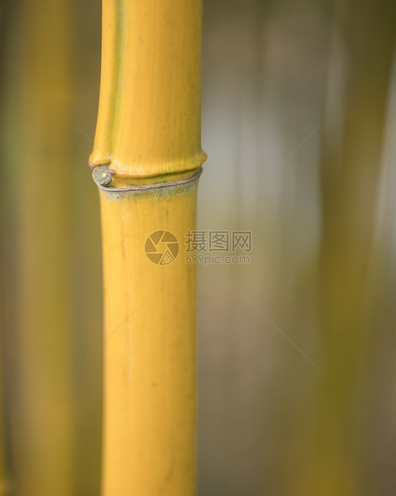 黄竹子植物的干和结缝合图片