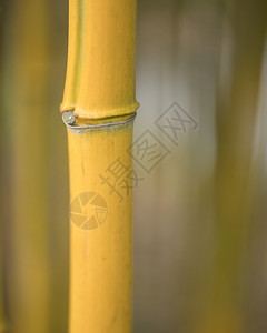 黄竹子植物的干和结缝合图片