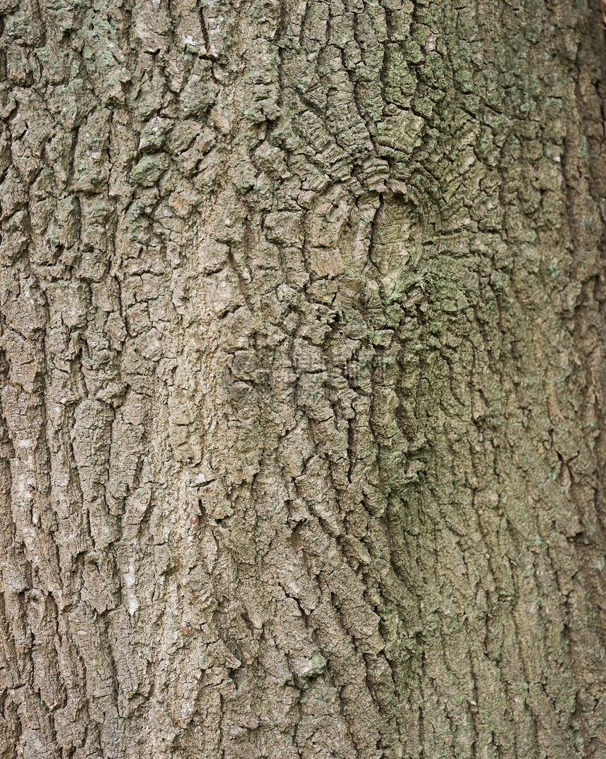 旧橡树缝合的皮上背景图片