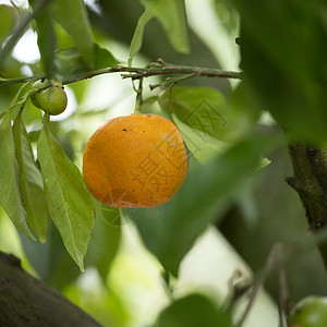 橙树中的小熟子平方图图片