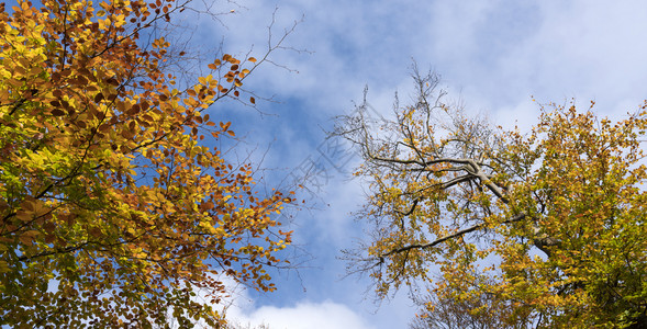 黄明树叶秋天蓝图片