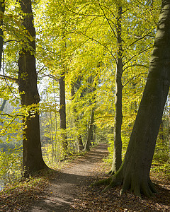 在荷兰河边的杜特奇城市乌勒希附近的秋天森林高清图片