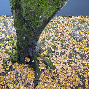 树干下的落叶图片