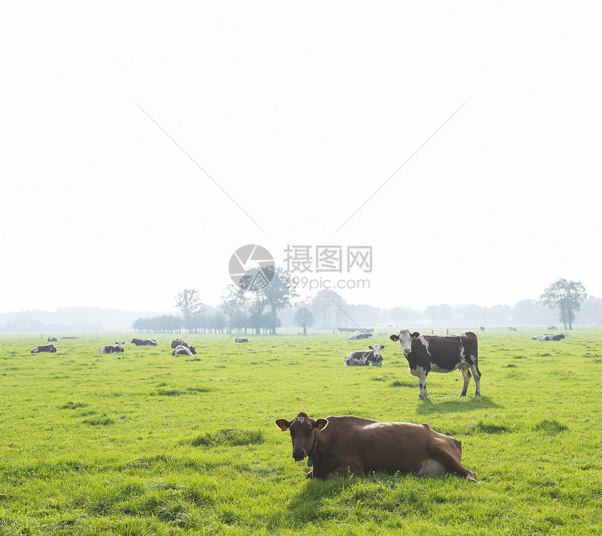 在荷兰河边土地的胡勒斯坦牛群图片