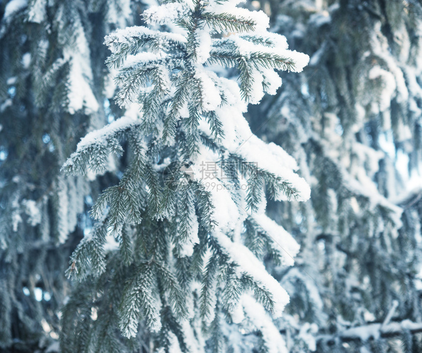 充满雪的松树圣诞节冬季背景图片