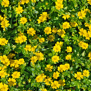 美丽的背景在夏天的花床上有小黄色的花朵图片