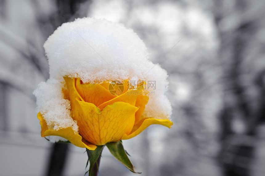 雪覆盖在黄玫瑰上图片