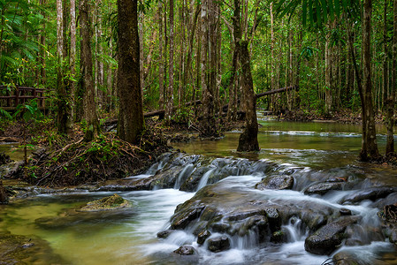 热带河密的塔伊丛林与目前的河流美丽风景背景