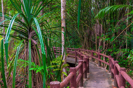 茂密的丛林和美丽徒步足迹图片