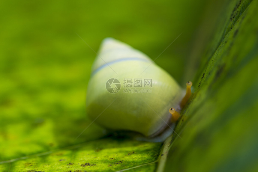 绿蜗牛在热带一片叶上图片