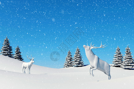 北极风景雪在冬季和圣诞节雪地上落在的驯鹿图片