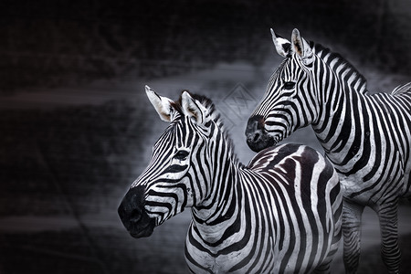 动物黑白背景可以用作海报或保护概念图片