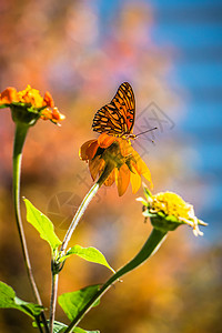 甲壳素秋花和蝴蝶背景