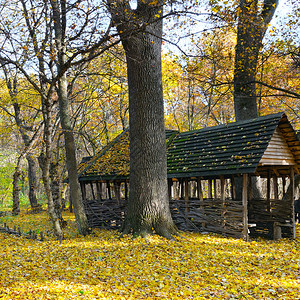 在美丽的秋天森林中栖息阳光明媚的一天图片