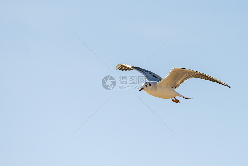 黑头海鸥飞越黄图片