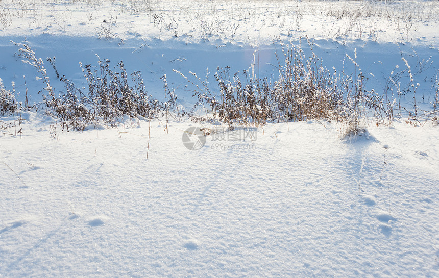 在阳光明媚的冬季日草和干白雪覆盖阳光明媚的冬季日美丽背景图片