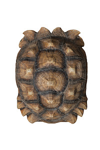 大海龟的褐色形态或纹理苏尔喀塔非洲激起的乌龟闭合图片