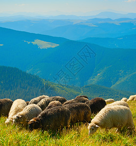 牧羊群的在山上放牧图片