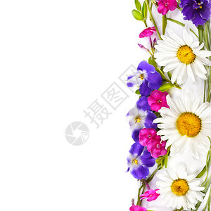 花纹装饰品甘菊和紫罗兰在白色背景中被孤立平面顶部视图文字自由空间图片