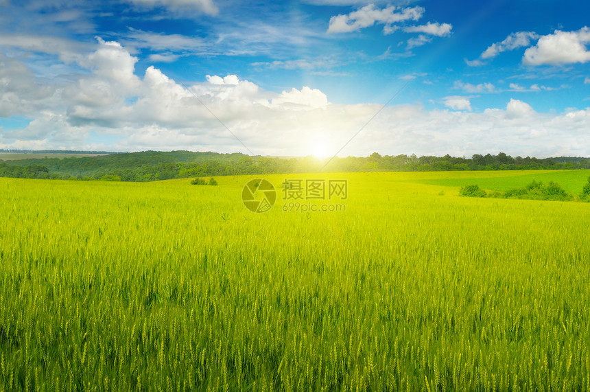 绿地和太阳在蓝天升起农业地貌图片