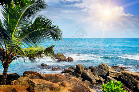 有巨石棕榈树和太阳的热带海滨图片