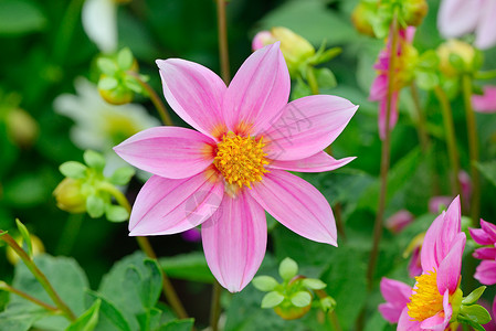 花床背景的dahli关注花朵浅的田野高清图片