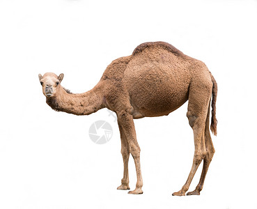 白底孤立的地中海或阿拉伯骆驼图片