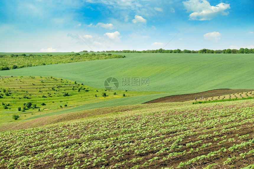 山丘绿地和蓝天空农业地貌图片