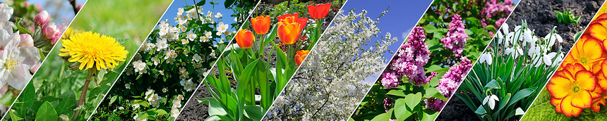 春花和开的树全景拼图宽广像图片