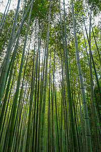 荒山竹林在佐加诺京都日本荒山竹林京都日本图片