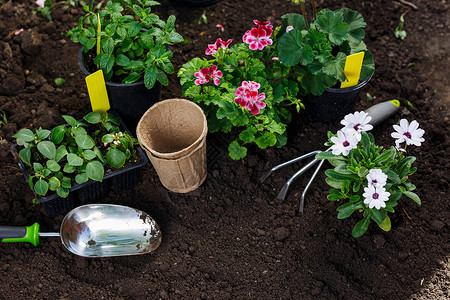 在后院种植的园艺工具和花盆中的在后院种植的园艺工具和花盆中的图片