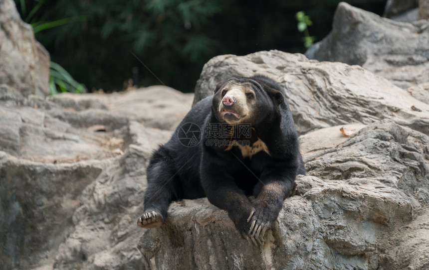 在动物园休息的熊图片